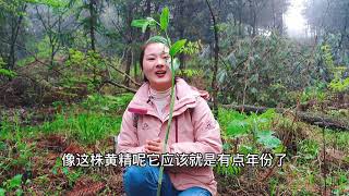 云雾深山中寻找黄精，300亩的林下长满了它，被称为仙人的余粮