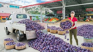 Rewind Timelapse: Harvest Plums by 3-Wheeled Truck, How to Shop in the Supermarket