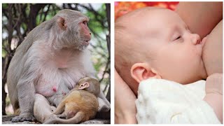 10 Animals Breastfeeding Their Babies Like Humans