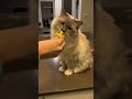 trick tuesday cattricks tricktraining pets cat