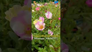 Table rose - Portulaca - Pathumani - Moss Rose Available for sale online -  Whatsapp 9361427377