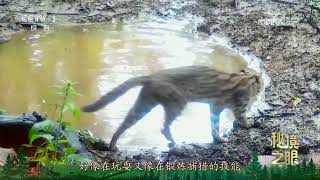 《秘境之眼》 豹猫 20241117 |  CCTV