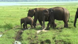 Wild elefants in Minneriya-Giritale Sanctuary close to Habarana.