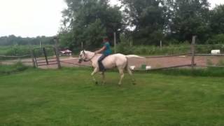 Ice- 4 year old Cremello Gelding for sale!!