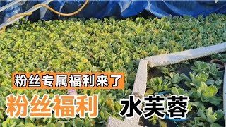 又来福利来，粉丝专属，同城随便拿，老规矩，点赞列表随机抽取