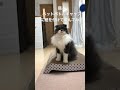 ペットボトルキャップにまさかの大興奮した 猫　 short