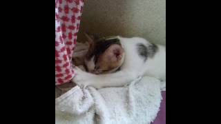 Funny cat going to sleep