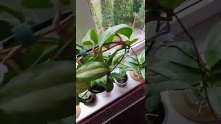 Windowsill to the east_2 #plants #indoorplants #plantcare #indoorplantlove #houseplantlove