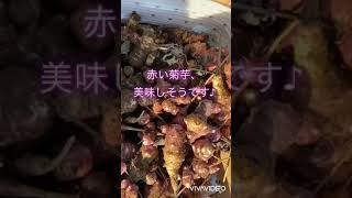 菊芋の収穫！そして料理へ！