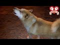 wolf dog howling at call to prayer