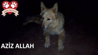 WOLF Dog Howling at Call to Prayer