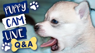Alaskan Klee Kai Temperament - Live Discussion On Puppy Cam