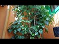 முருங்கை மரம் ‌வளர்ப்பு murungai keerai valarpu 🌲 moringa tree 🌲 grow moringa tree in small space