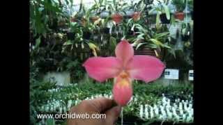 OrchidWeb - Phragmipedium Fritz Schomburg flavum