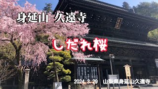 【しだれ桜】身延山 久遠寺で満開のしだれ桜を楽しむ。　@masakitk3742