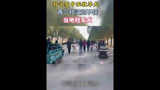 狗市一打斗型中亚牧羊犬，两壮汉拉不住，竟然是当地冠军犬 狗市一打斗型中亚牧羊犬，两壮汉拉不住，竟然是当地冠军犬#中亚 #狗市 #罗威纳 #黑狼 #宠物犬