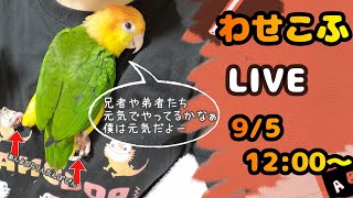 わせこふLIVE#73　雨上がりー両生類はみんな湿度恋しく浮かない顔、爬虫類はお日様恋しく浮かない顔、わせこふんぽぽ？毎日がえぶりでい！！！