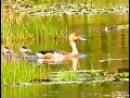 How Ducks train their Ducklings at Manguo Swamp - Birdwatching in Kenya