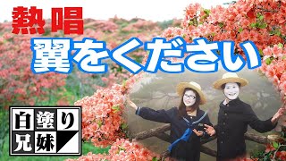 【高柴山】曇天！1分咲き！山ツツジの名所で思わず歌う「情熱の嵐／西城秀樹」「翼をください」