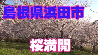 島根県浜田市　桜満開