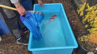 Just4koi !!! MEASURING UP MY KOI AND GIVING THEM A CHECK OVER