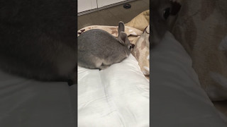 座布団で穴をほりほりするうさぎ（A rabbit digging a hole in a cushion）