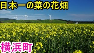 【横浜町】菜の花畑 日本一の黄色い絨毯【イベント】