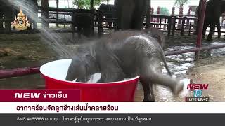 อากาศร้อนจัดลูกช้างเล่นน้ำคลายร้อน | นิวข่าวเย็น |  3 เม.ย. 62 | NEW18