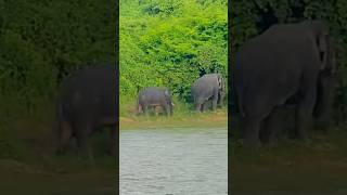 প্রকৃতির মাঝে অবাদ বিচরণ বুনো হাতির দল, গজনী বন শেরপুর #nature #elefant #travel #shorts #sherpur