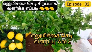 எலுமிச்சை செடி வளர்ப்பு  எப்படி | How to grow Market Lemon plant in terrace garden details video 🍋🍋