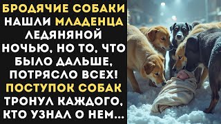 Бездомные СОБАКИ обнаружив МЛАДЕНЦА в снегу, совершили чудо сострадания и не бросили невинную душу..