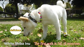 White Shiba Inu：The first walk is full of surprises  【English】
