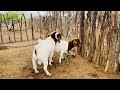 mating goats at rosemo boer goats farm