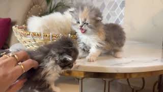 so cute kittens | persian cat | siberian cat for selling | 8446853378