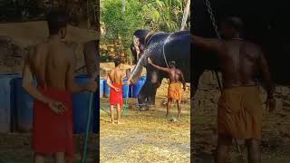 ഉത്രാളിക്കാവ് പൂരം special #elephant #ഉത്രാളിക്കാവ്