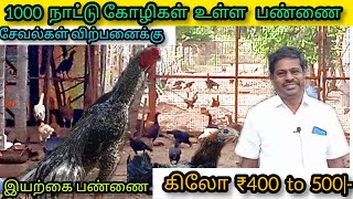 நாட்டுக்கோழி கிலோ ரூ.400 to 500க்கு விற்பனைக்கு | 1000 நாட்டுக்கோழி உள்ள இயற்கை முறை பண்ணை |