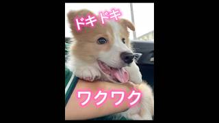 【はじめまして】ボーダーコリーの子犬。楽しみ4倍！！    #可愛い #ボーダーコリー #pets #多頭飼い #shorts #puppy #赤ちゃん#short