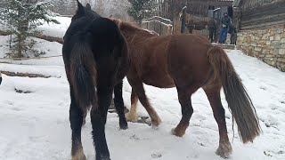 Нова Кузня в Прикарпатті🔨 Жеребець МІЛАН🐎потомство першерона ЮРКА💪🏻Коні на продажу 💰