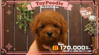 トイプードル子犬｜2024.11.24生（49日齢）②｜レッドフォーン｜女の子｜滋賀県