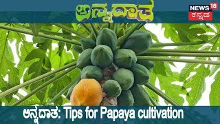 ಅನ್ನದಾತ: K'taka Farmer Reaps Huge Profits In Papaya Farming | Aug 26, 2018