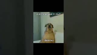 اكثر ميمز حقيقي🤣