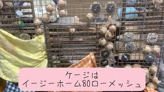 【デグー】ケージをさらっとお見せします。(概要欄みーてーね🐭)