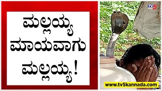 ಮಲಗಿದ್ದ ಮಹಿಳೆಯ ಮೇಲೆ ಹೆಡೆ ಎತ್ತಿದ ನಾಗರಹಾವು..! | Kalaburagi | Viral video | Tv5 Kannada