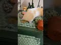 黃金鼠 抓到現行犯 hamster i catch naughty bao red handed