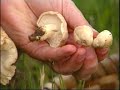 a48 calocybe gambosa