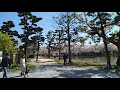 20200405_ 佐賀県小城市 小城公園 桜3000本 満開見頃！