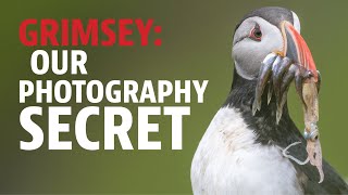 GRIMSEY: OUR WILDLIFE PHOTOGRAPHY SECRET | Our photography friends keep asking us about this island.