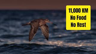 This Bird Flies 11,000 km — Without Stopping Once