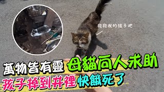 萬物皆有靈 母貓向路人求助 自己孩子掉到井裡面 快餓死了@中天新聞CtiNews