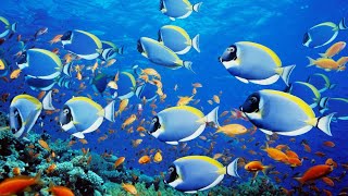 Coral Reef Fish | Ocean Fish Relaxing | Beautiful Aquarium | Colorful Sea Life | Nature Relaxation